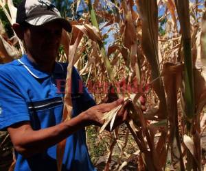 El gobierno decretó emergencia para atender de manera inmediata a 35 mil familias afectadas en el corredor seco. Foto: Alex Pérez/EL HERALDO