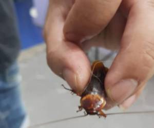 Así lucía la cucaracha cuando llegó al consultorio del veterinario. Foto: Cortesía Thanu Limpapattanavanich