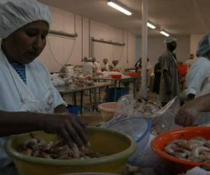 El camarón hondureño ya no estará disponible en México.