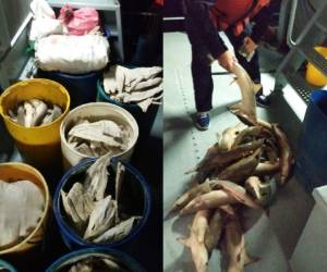 Los detenidos llevaban 20 sacos con filete de tiburón seco, 12 barriles con unos 100 tiburones de diferentes tamaños y 19 trasmallos o redes de pescas. Foto Cortesía Base Naval Caratasca