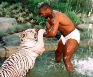 El exboxeador Mike tyson tiene varios animales salvajes pero su favorito es el tigre blanco. Foto: garuyo.com