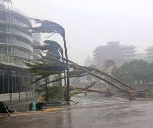 Las palmeras recientemente plantadas se encuentran esparcidas por la carretera tras el paso del Huracán Irma por Miami (Foto: Agencia AP)