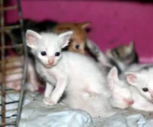 La medida ha generado polémica entre la población hondureña. Algunos ciudadanos la consideran innecesaria o inhumana para los animales, especialmente para los gatos.