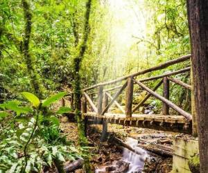 Rodeado de bosque nublado, el Parque Nacional La Tigra se posiciona como uno de los principales pulmones verdes de la capital, ideal para el senderismo y la conexión con la naturaleza.