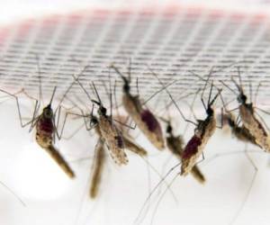 Los mosquitos fueron modificados genéticamente dentro de un laboratorio. Foto: Ilustrativa/ Pixabay