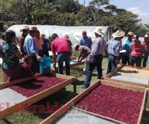 Unos 14 mil productores de la zona central accedieron a créditos para fertilizar fincas y cubrir costos.