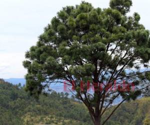 Se trabaja en un censo porque se busca, con el apoyo de México, sembrar árboles en un millón de hectáreas.