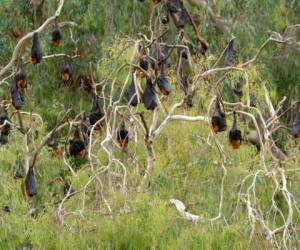 Las personas que se contagian con el virus Nipah -producido por los murciélagos- presentan manifestaciones clínicas diversas, desde infección asintomática hasta infección respiratoria aguda y encefalitis letal, sin embargo el último brote de la enfermedad fue en 2018. Foto: Infobae.