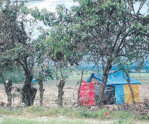 Los supuestos campesinos han eliminado las plantaciones de caña y colocado sus covachas.