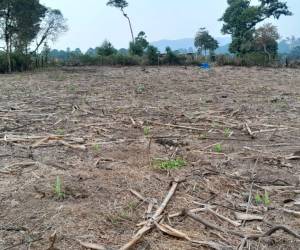 Campesinos esperan lluvia para evitar pérdidas de las primeras siembras.