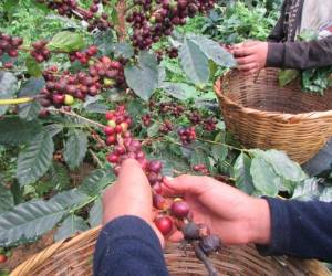 Las pocas lluvias registradas en diciembre han contribuido a que el grano maduro no se caiga y se pueden hacer los trabajos de recolección sin mayor dificultad.