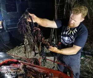 El cetáceo, de 4,7 metros, terminó varado el viernes en la localidad de Mabini. Foto: AFP