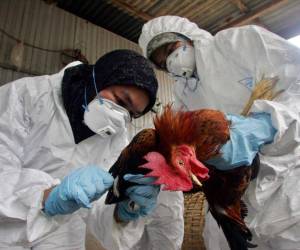 La gripe aviar A(H5N1) es muy letal entre las aves y esta temporada está siendo especialmente virulenta en Europa.