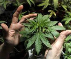 Los demandantes alegaban dificultades para continuar el tratamiento por los altos costos de traer los productos desde el exterior.