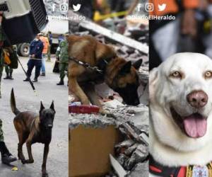 Estos canes fueron entrenados para buscar a sobrevivientes de tragedias, otros también fueron rescatados de los escombros en México.