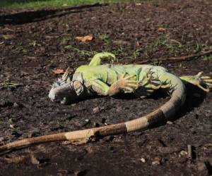 La tormenta invernal rompió récords en Florida, donde Miami registró el comienzo de febrero más frío de su historia, la nieve llegó al sur del estado, y miles de iguanas se congelaron, según reportaron este lunes el Servicio Meteorológico Nacional (NWS, en inglés) y autoridades locales.