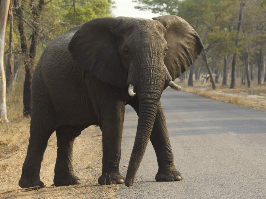 Un elefante cruza una carretera en un parque nacional de Hwange, Zimbabue. Foto: Tsvangirayi Mukwazhi/Agencia AP.