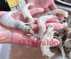 70 millones de libras de camarón estima exportar la industria acuícola de Honduras, según cifras preliminares de la Andah