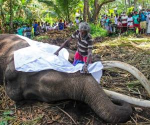 El elefante es una especie protegida en Sri Lanka, donde las leyes se han endurecido y la captura de elefantes salvajes se castiga con la muerte.