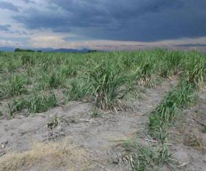 El período de canícula que es la reducción de precipitaciones durante la temporada lluviosa, suele durar de 15 a 20 días; pero este año se extenderá, debido a El Niño.