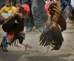 Las peleas de gallos son comunes en Telangana, Andhra Pradesh, Tamil Nadu y Karnataka, estados en el sur de India, a pesar de que en 1960 se prohibieron a nivel nacional. Foto: AP.
