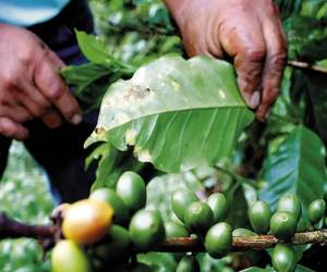 Casi un 30% de las fincas muestreadas por el Ihcafé presentan niveles altos o muy altos de roya superiores al 10%.