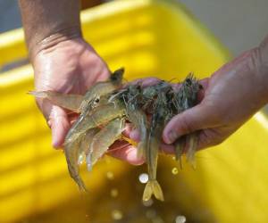Honduras ha ofrecido camarón procesado a China bajo la marca Hondumei, sin embargo, se está a la espera de una respuesta.