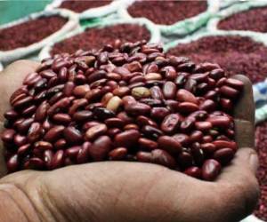 El Gobierno autorizó la importación de frijol libre de aranceles para garantizar el abastecimiento ante el riesgo de una menor producción provocada por los efectos de la crisis climática en varias zonas agrícolas del país.