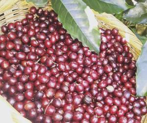 <i>Finca Santa Elena, ubicada en Intibucá, Honduras, donde la naturaleza y el cultivo de café se entrelazan para ofrecer una experiencia única y enriquecedora</i>