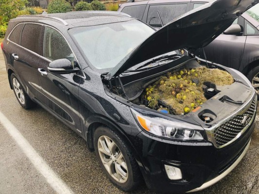 En la imagen se observan nueces y césped debajo del capó de su camioneta familiar en el área de Pittsburgh. (Chris Persic via AP).