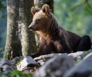 El oso esloveno se ha convertido incluso en un producto de exportación. Foto AFP