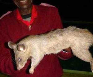 Así son las ratas gigantes que abundan en Sudáfrica (Foto: Infobae.com / Noticias El Heraldo / El Heraldo Honduras)
