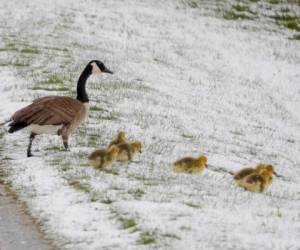 Una familia de gansos canadienses recorre una cuesta en Lanesborough, Massachusetts, después de una caída de nieve extemporánea. (Stephanie Zollshan/The Berkshire Eagle vía AP)