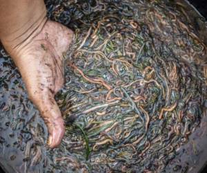 Una mujer mete la mano en un recipiente lleno de gusanos, según la tradición atraparlos es de buena suerte ¿Usted lo haría? (Foto: AFP)
