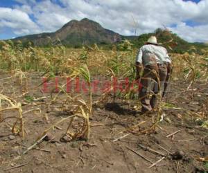 En otros sectores del país donde se recomienda sembrar temprano el maíz es en los municipios del norte del departamento de Olancho, pues se debe hacer entre el 20 abril al 5 de mayo.