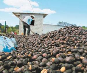 Productores del departamento de El Paraíso temen perder inversión por los bajos precios.