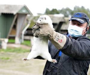 El criador de visones Thorbjoern Jepsen sostiene un ejemplar mientras que policÃ­as irrumpen en su granja de visones en Gjoel, Dinamarca, el viernes 9 de octubre de 2020. (Henning Bagger /Ritzau Scanpix via AP)