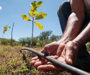 La instalación del sistema de riego por goteo es asistida por la dirección técnica de la SAG con cada productor.