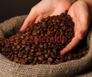 6,179,661 millones de quintales de café suman las ventas al primer semestre de la presente cosecha. (Foto: El Heraldo Honduras)