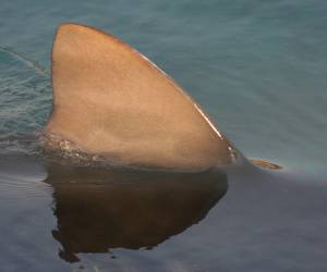 Según este amigo, además, la mujer habría llevado consigo un dispositivo magnético usado para ahuyentar a tiburones, pero parece que éste no habría funcionado.