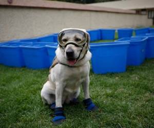 Frida, de 10 años de edad, se convirtió en símbolo de esperanza cuando los mexicanos. Foto: Agencia AP.