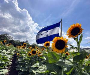 Los dueños de Paseo de los Girasoles garantizan que hayan cabezuela durante todo el año, por eso siembran girasoles cada 15 días. Lucen hermosas e imponentes.