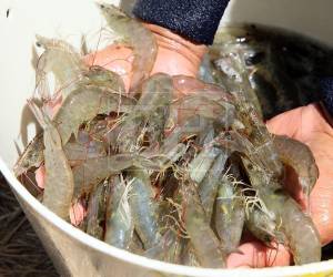 México ocupó en 2023 el primer lugar de destino para el camarón hondureño al exportarse 24,317,638 libras, equivalente a 32% del volumen total (78,895,657 libras).