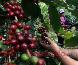 El café hondureño tiene gran demanda por la calidad. Foto: El Heraldo