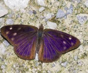 Las mariposas de la especie Eunica monima, son nativas de México y Centroamérica y hace unas semanas surcaron los cielos de la capital, lo que llamó la atención de la población por la gran cantidad de mariposas.