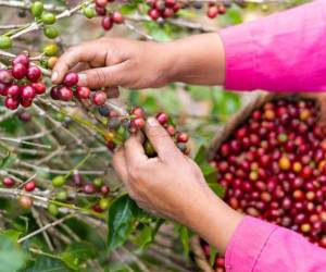 De acuerdo a las autoridades de la Secretaría de Agricultura y Ganadería (SAG), las mujeres representan el 20%de productores de café en Honduras.