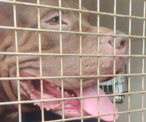 Zeus, el perro pitbull que atacó mortalmente a su dueño en la colonia Hato de Enmedio, no será sacrificado y será llevado a un refugio, mientras las autoridades sanitarias mantienen al animal bajo observación durante 10 días para descartar que tenga rabia.
