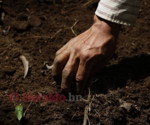 Los efectos del cambio climático son irreversibles, por lo cual hay que tomar medidas desde ya, si no será peor en los próximos años. Foto: Johny Magallanes/EL HERALDO.