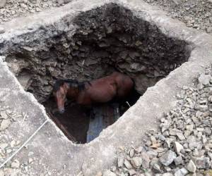 El caballo esperó durante dos días que alguien lo sacara de la fosa séptica. Foto Twitter
