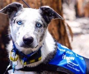 Oso se dedica a buscar vida silvestre enferma o lesionada con fines investigativos o de conservación. Fotos: cortesía: Facebook @ifaw.uk